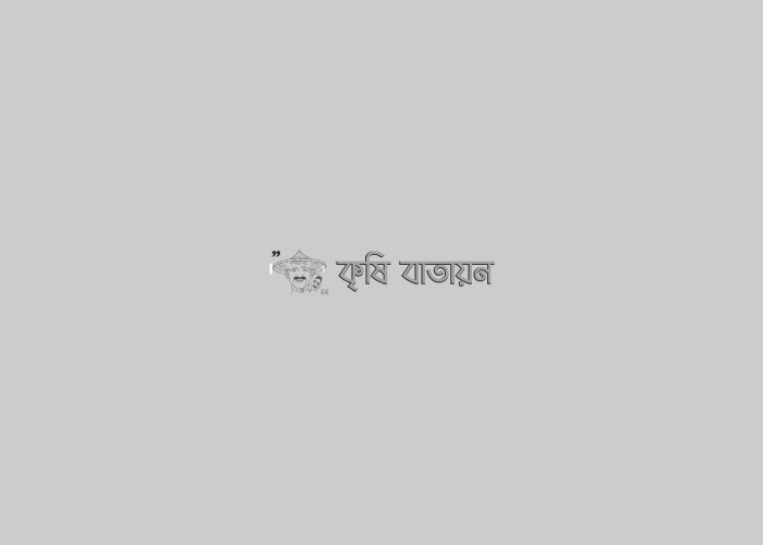 পাহাড়ে ফল চাষে বিপ্লব