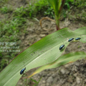 ভুট্টার ফ্লি বিটল পোকা