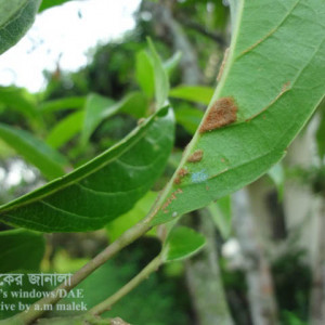 জলপাইয়ের পাতার গল