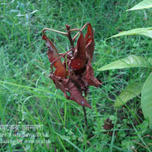 লটকন ঢলে পড়া রোগ